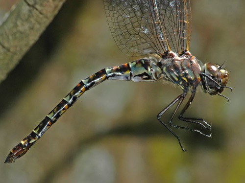 Female 
16 April 2005